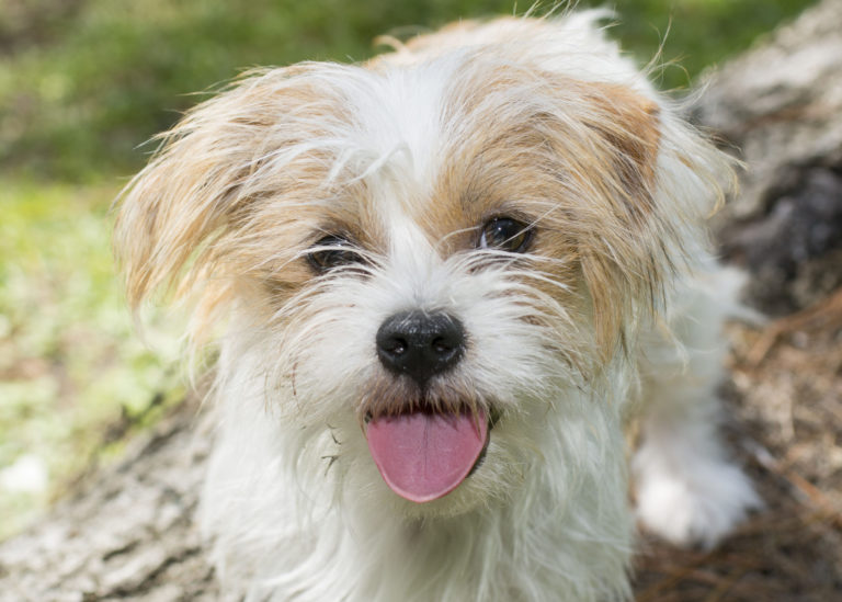 Cute facial portrait of a cute furry dog