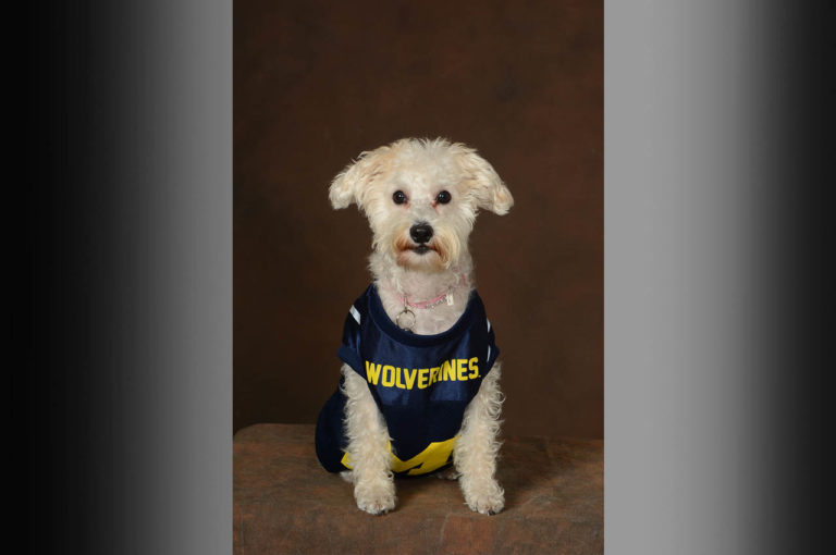 Dog-with- blue and yellow Wolverines-shirt on dark brown background