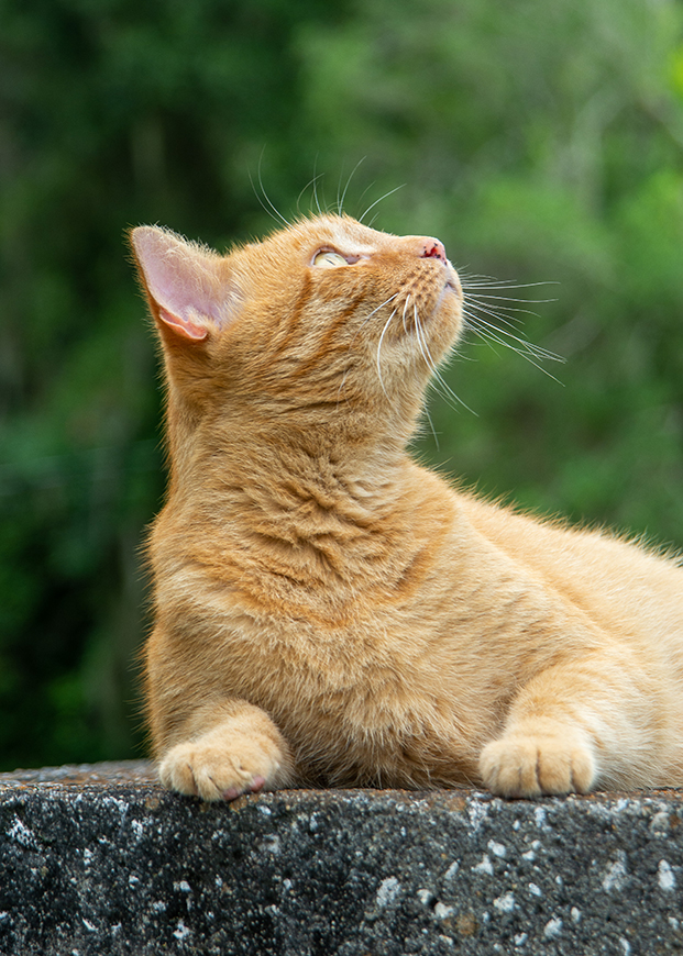 Orange tabby cat gazing up at the sky